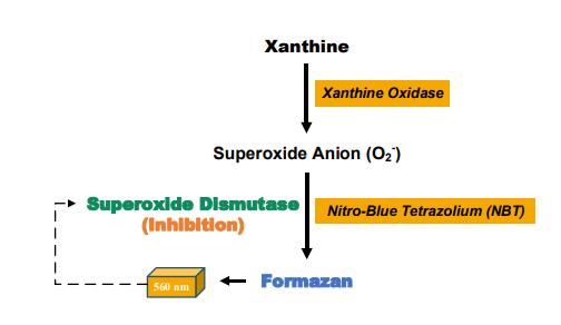 超氧化物歧化酶（SOD）活性檢測(cè)試劑盒說(shuō)明書(shū)配圖2